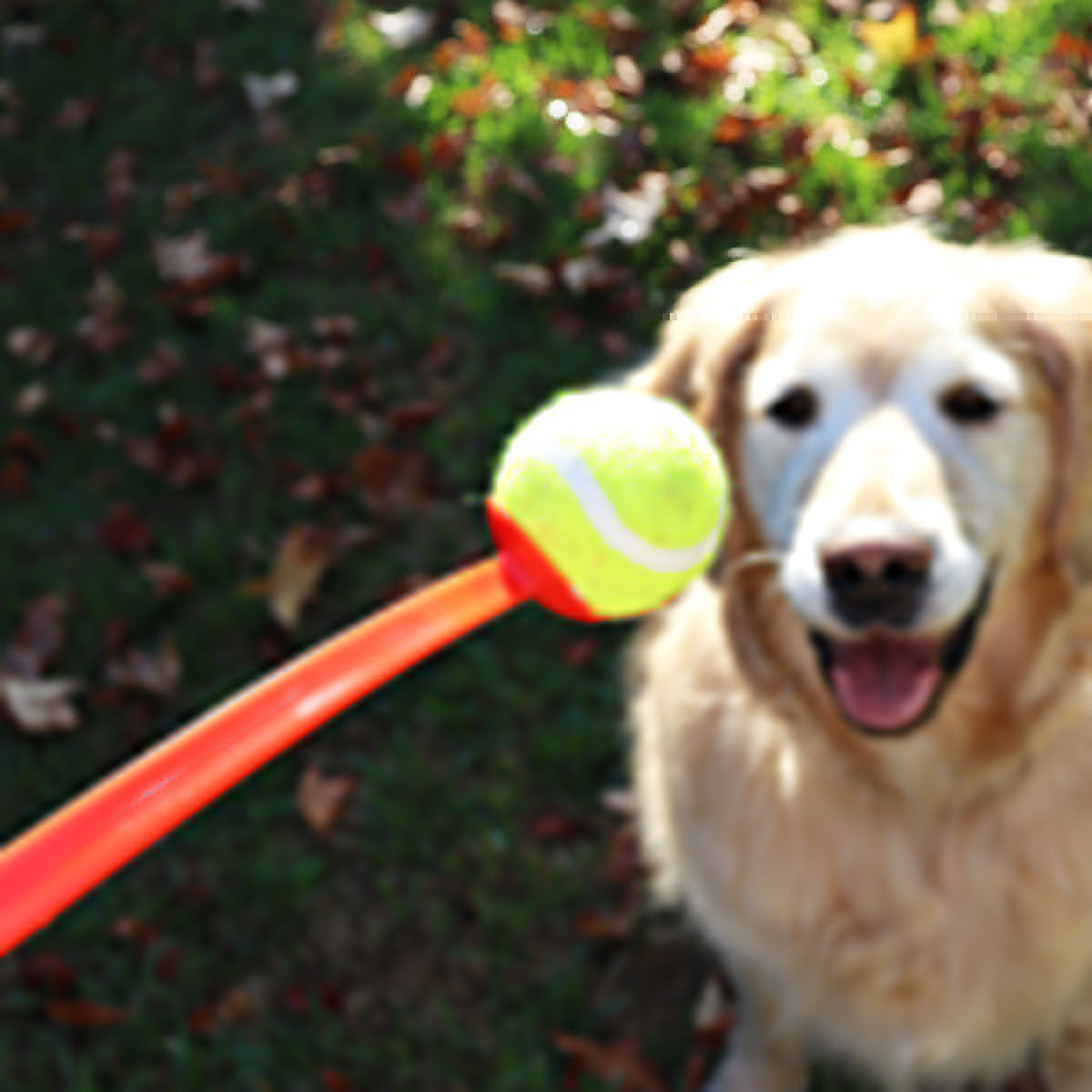 Zoomie Ball Launcher